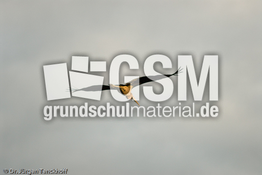 Marabu (10 von 33).jpg